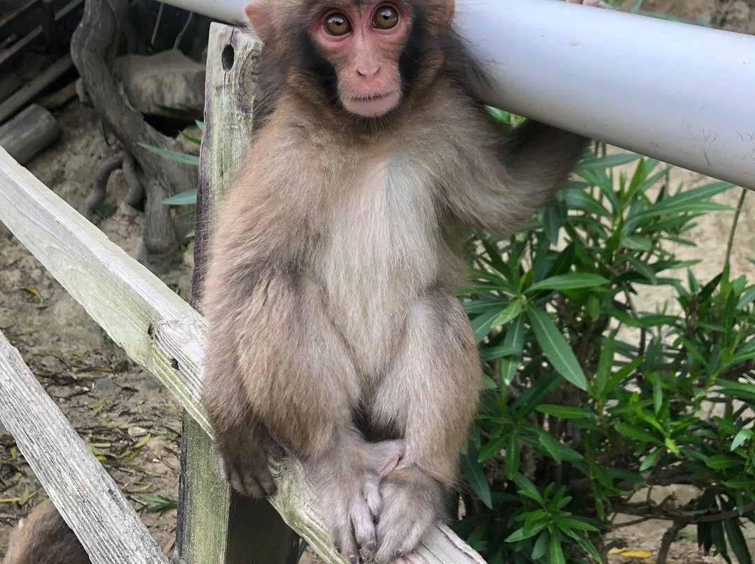 Awajishima Monkey Center景点图片