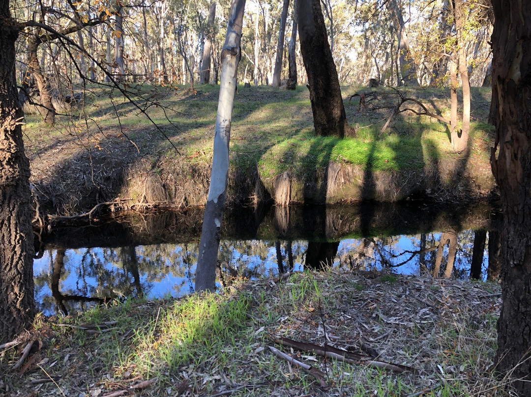 Wirrabara Forest景点图片