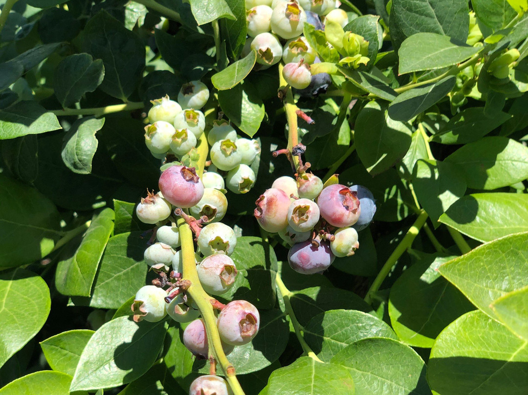 Temecula Berry Company-特曼库拉必去景点