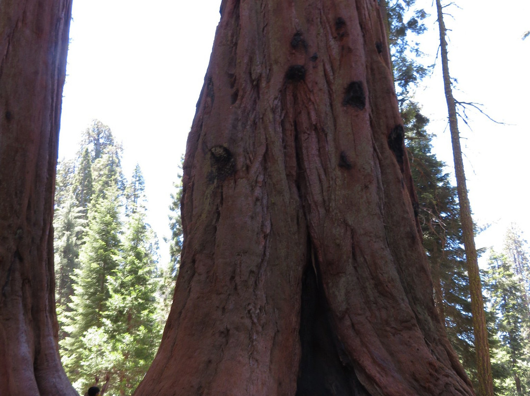 General Sherman Tree-红杉&国王峡谷国家公园必去景点