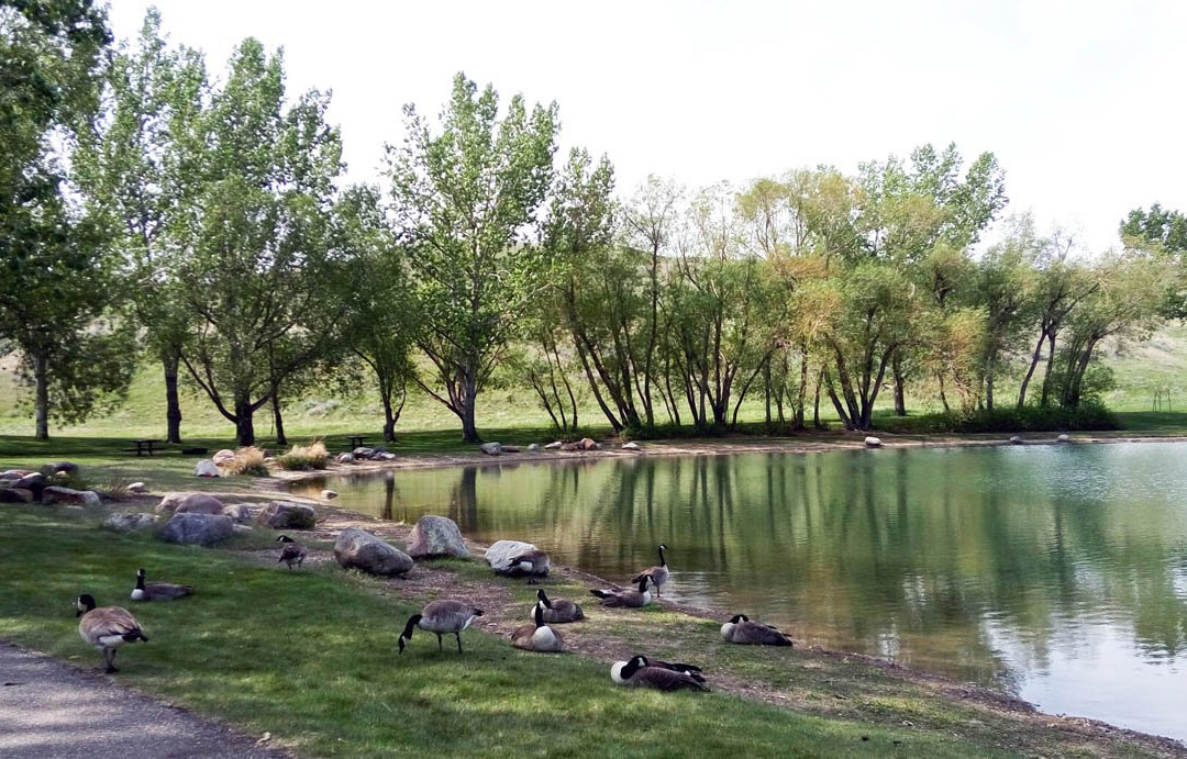Echodale Regional Park景点图片