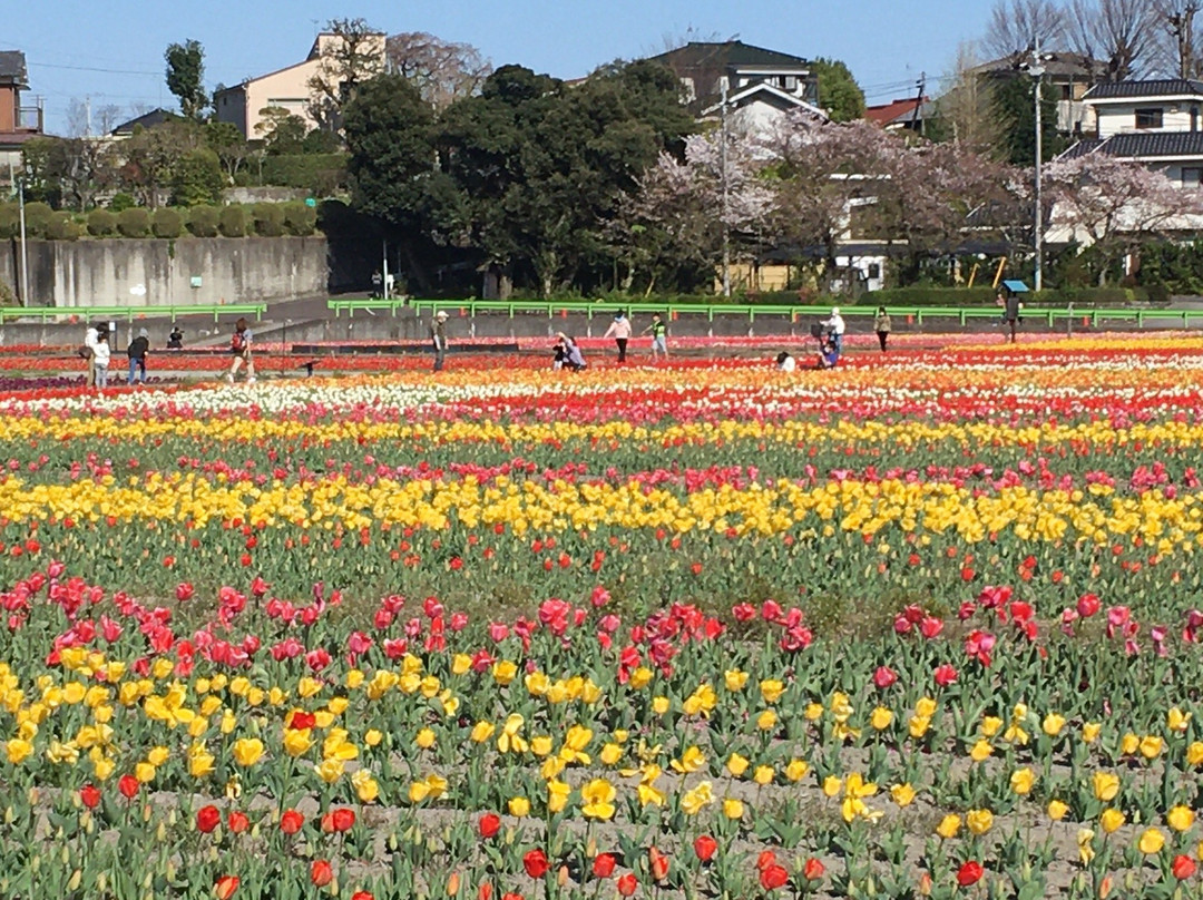 Negaramimae Paddy-羽村市必去景点