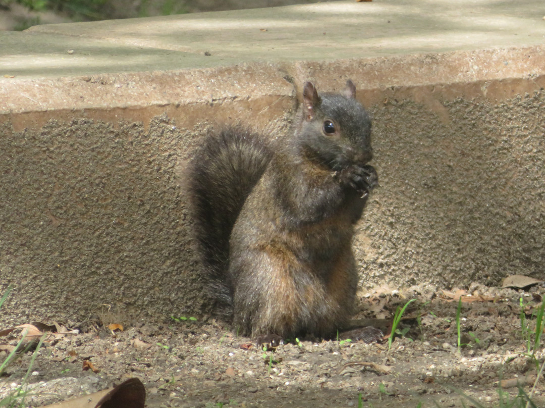 Rengstorff Park & Pool-山景城必去景点