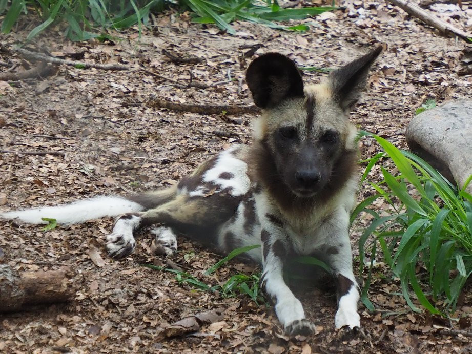 Painted Dog Conservation景点图片