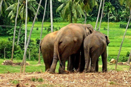 Aaronify Odyssey-奴娃拉伊利雅必去景点