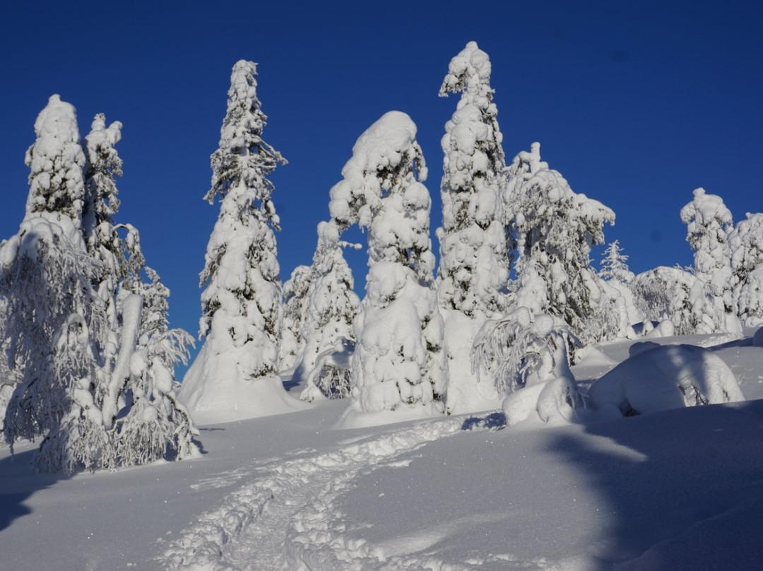 Sallatunturi Snowshoe Route景点图片