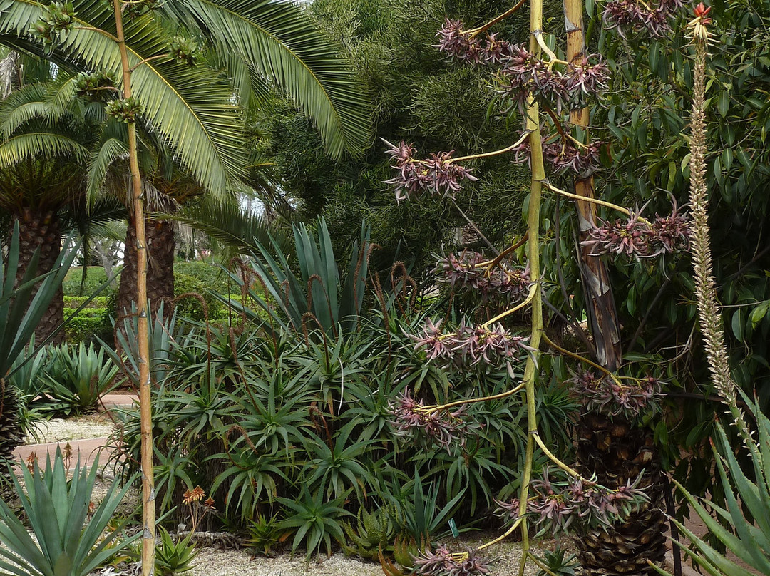 Jardin D'essais-拉巴特必去景点