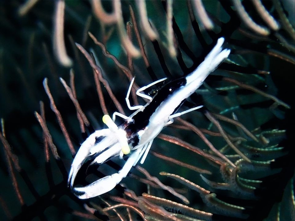 Seaquest Dive Center景点图片