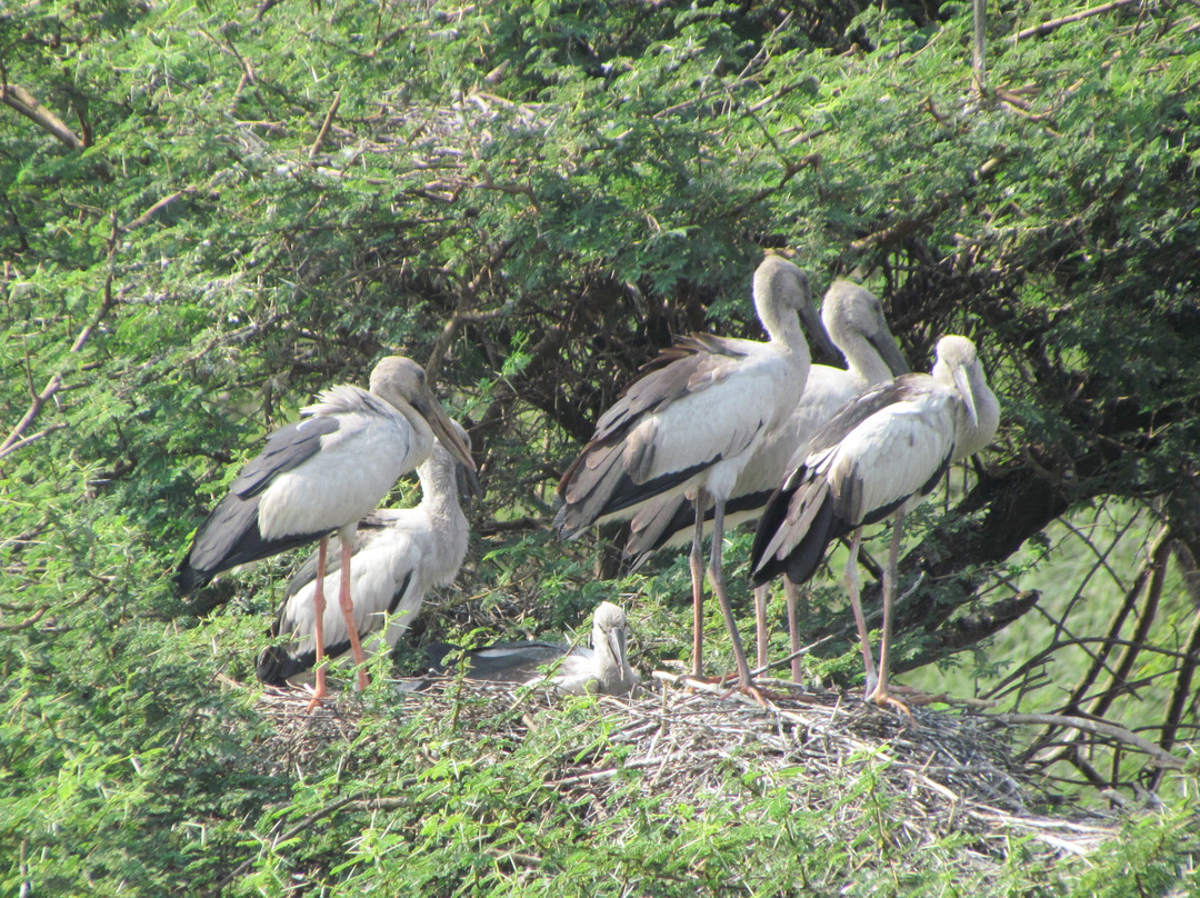Vettangudi Bird Sanctuary景点图片