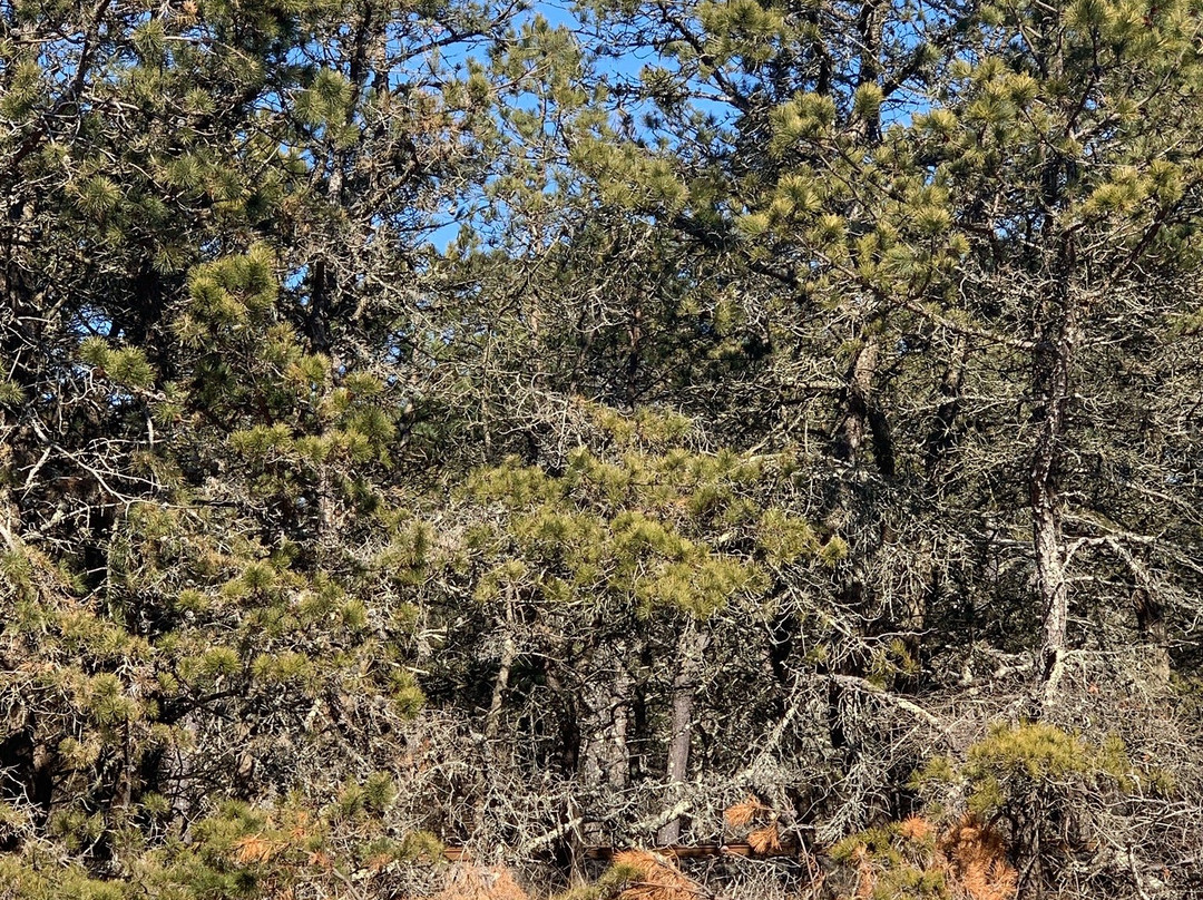 Napeague State Park景点图片