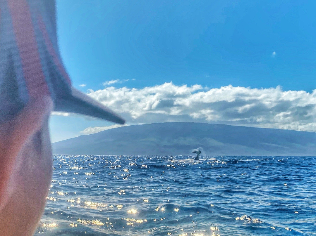 Blue Water Maui-拉海纳必去景点