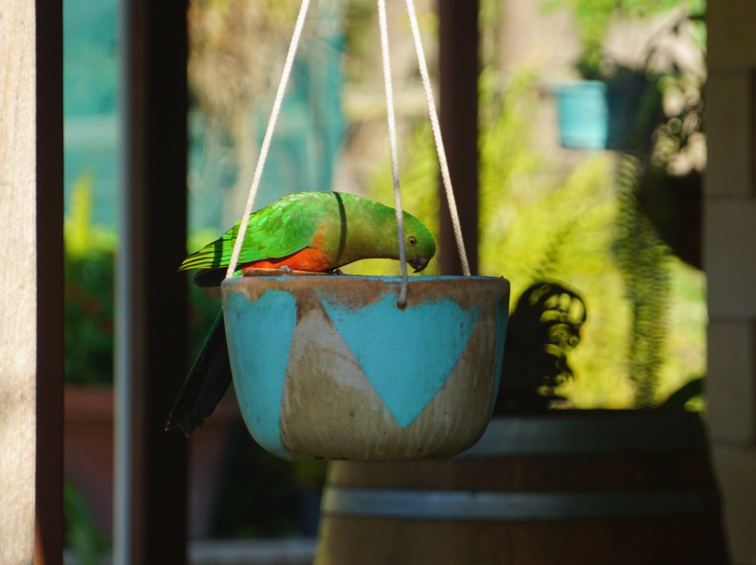 BellbirdHill Bed & Breakfast主图