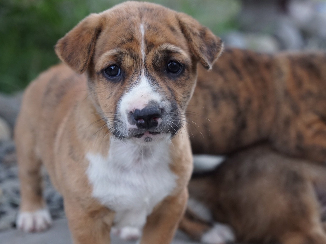 Ayumar Homestay主图