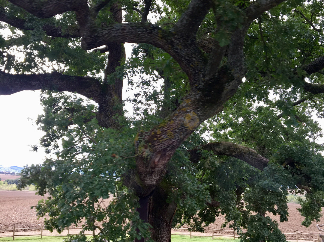 The Checche Oak Tree景点图片