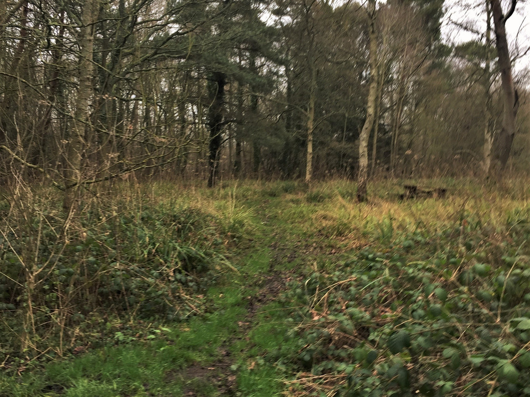Orlestone Forest Nature Reserve-Warehorne必去景点