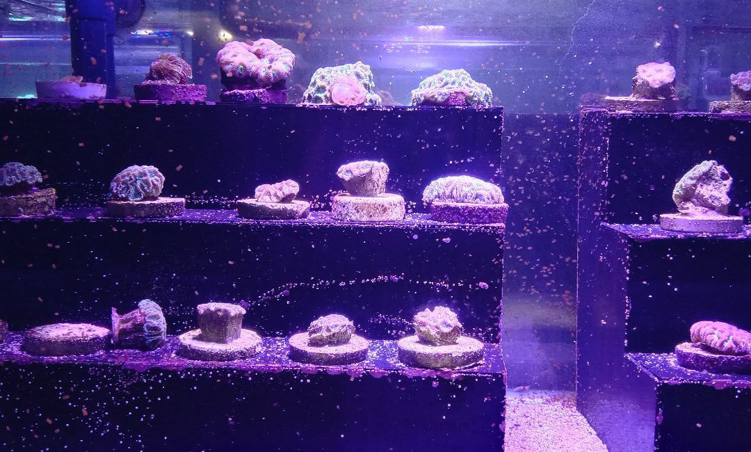 Pusat Ikan Hiasan-波德申必去景点