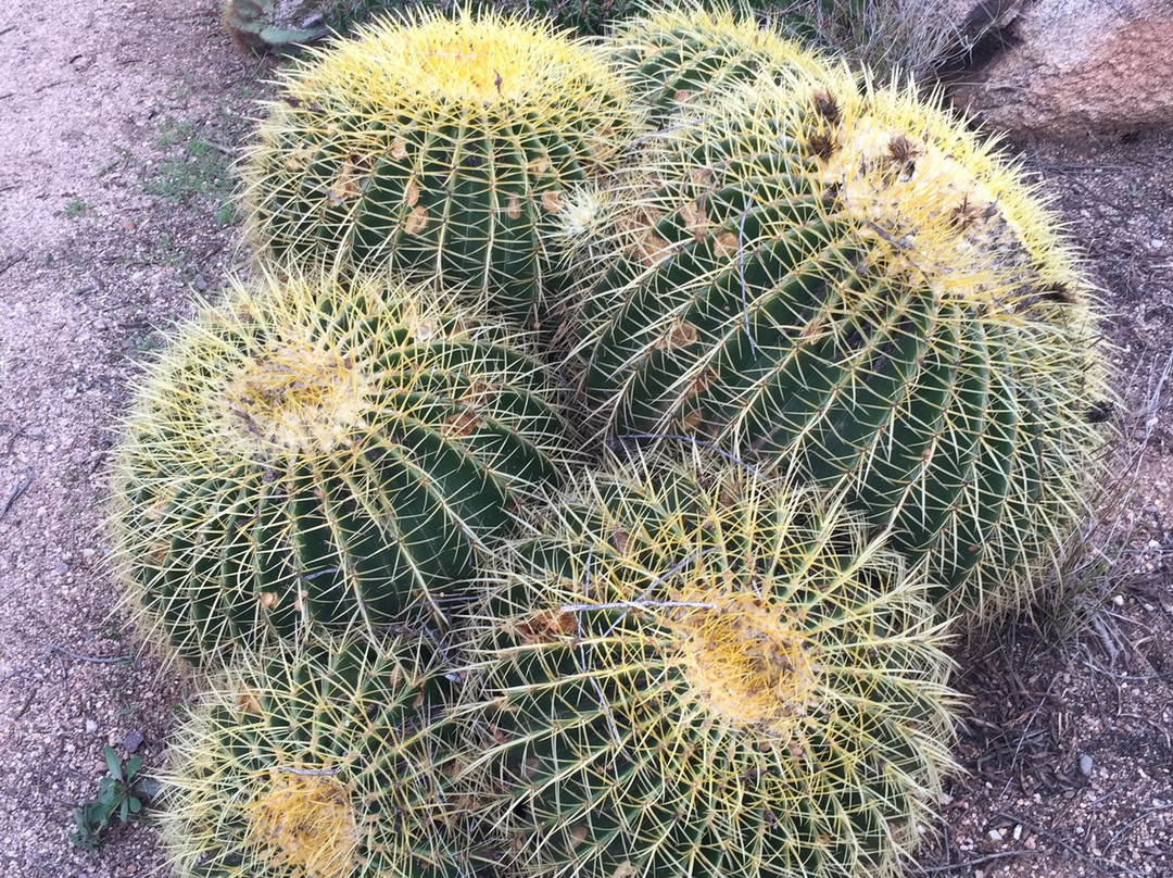 B & B Cactus Farm-图森必去景点