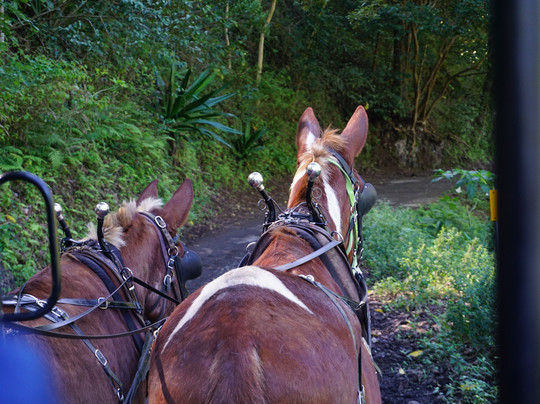 威毕欧山谷车游-霍诺卡阿必去景点