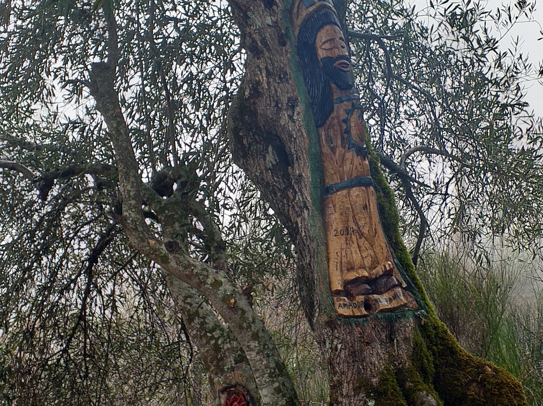 Ruta Asentadero - Bosque de Los Espejos景点图片