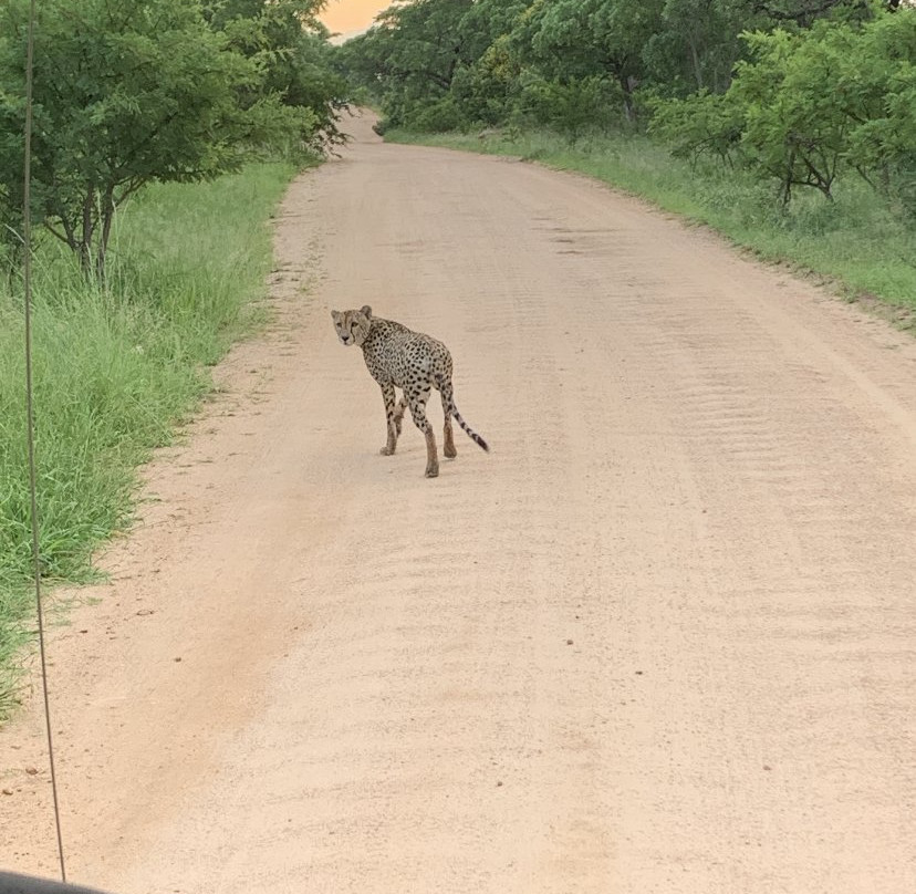 Africa Spear Kruger Park Safaris景点图片