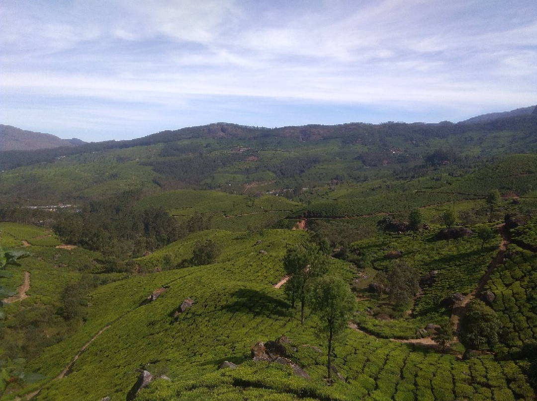 Munnar Taxi Sevice景点图片
