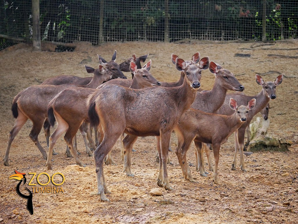 Taman Tumbina-宾图卢必去景点