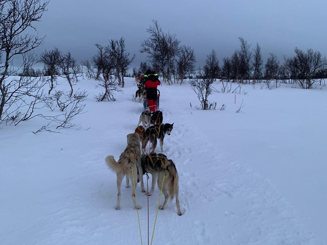 Roros Husky Day Tours景点图片