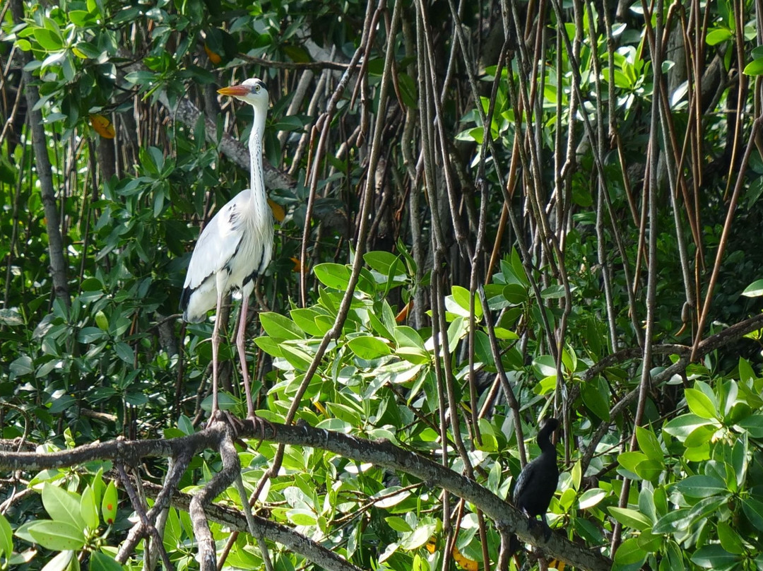 Kingfisher Ceylon tours景点图片