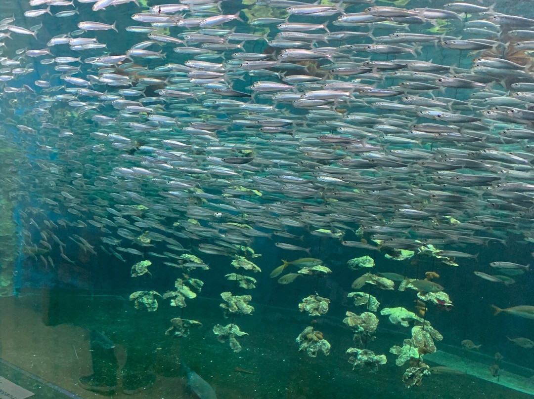 Himeji City Aquarium-姬路市必去景点