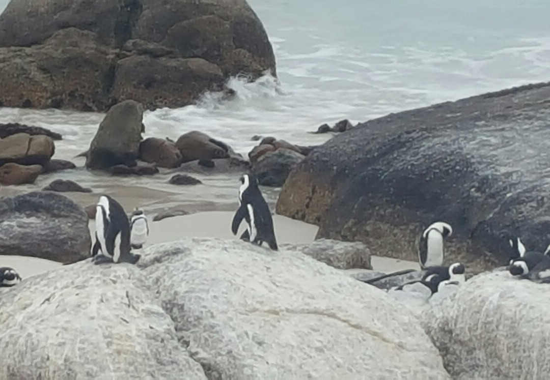 Tsamburu   Africa  travel-开普敦中心区必去景点