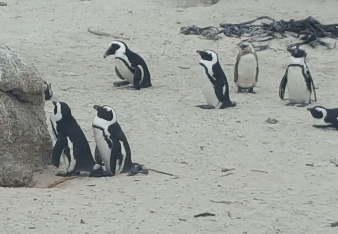 Tsamburu   Africa  travel-开普敦中心区必去景点