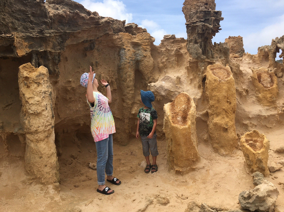 Petrified Forest and Blowholes景点图片