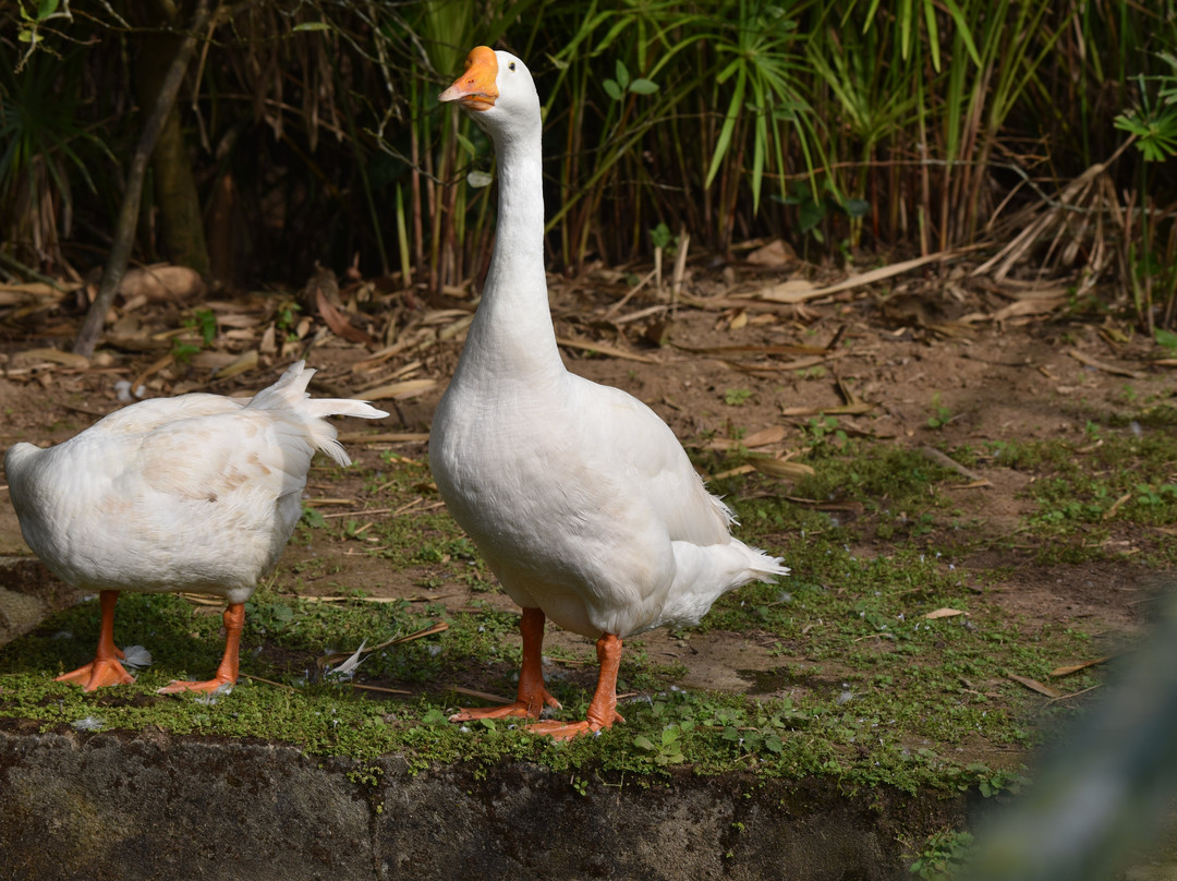 Monogram Resorts Wayanad主图