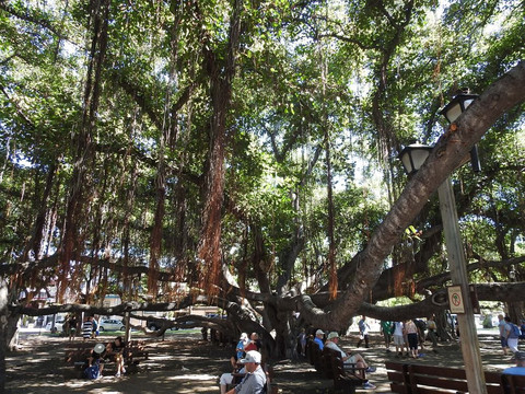 拉海纳游客中心-拉海纳必去景点