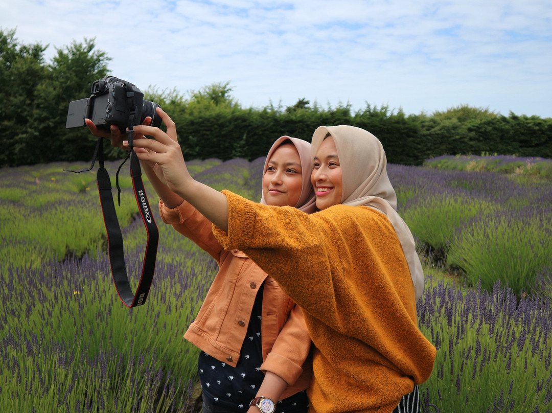 Lavender Fields景点图片