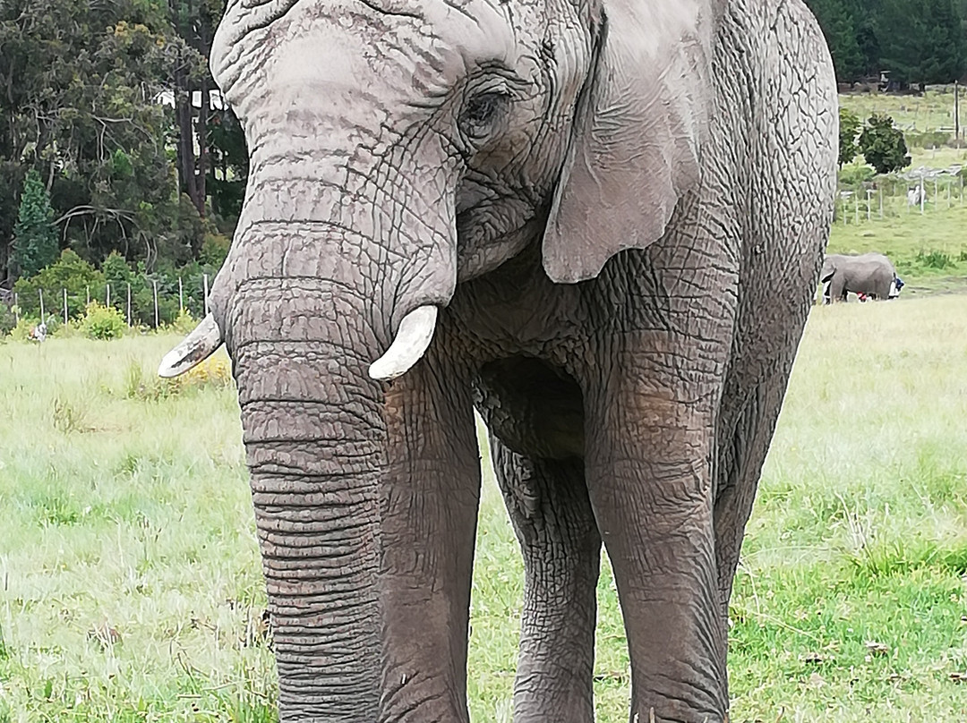 Elephant Walk-克尼斯纳必去景点