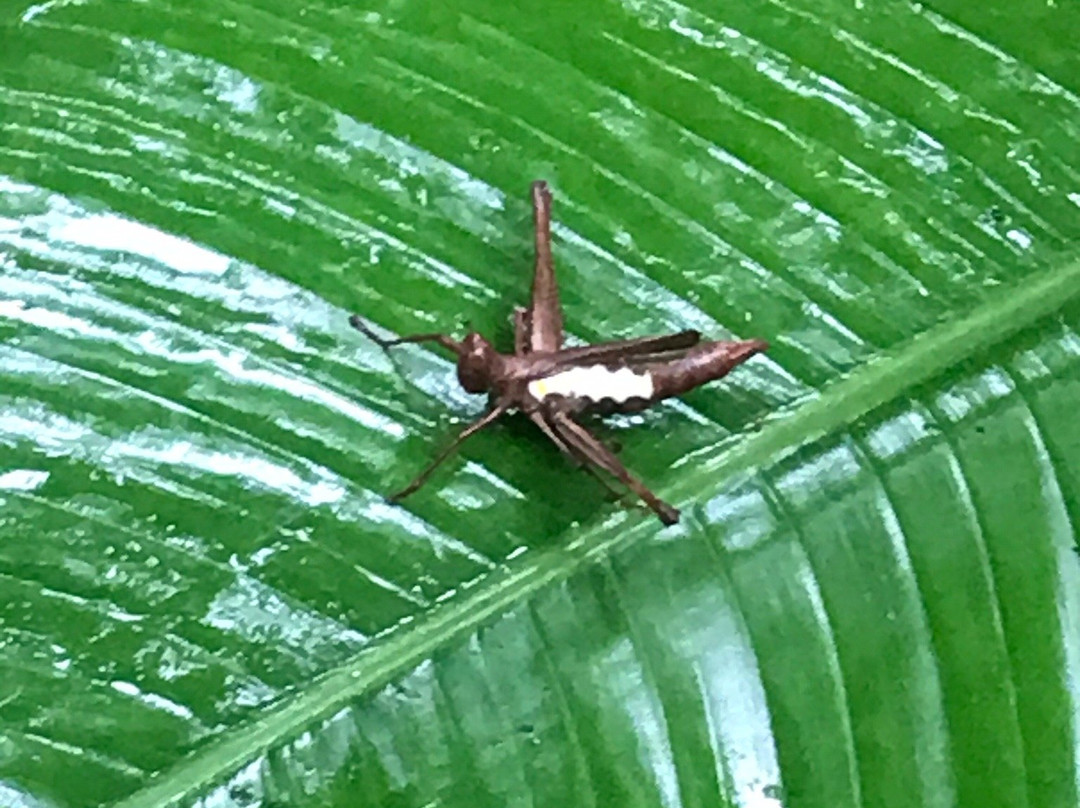 Tambopata Wild景点图片
