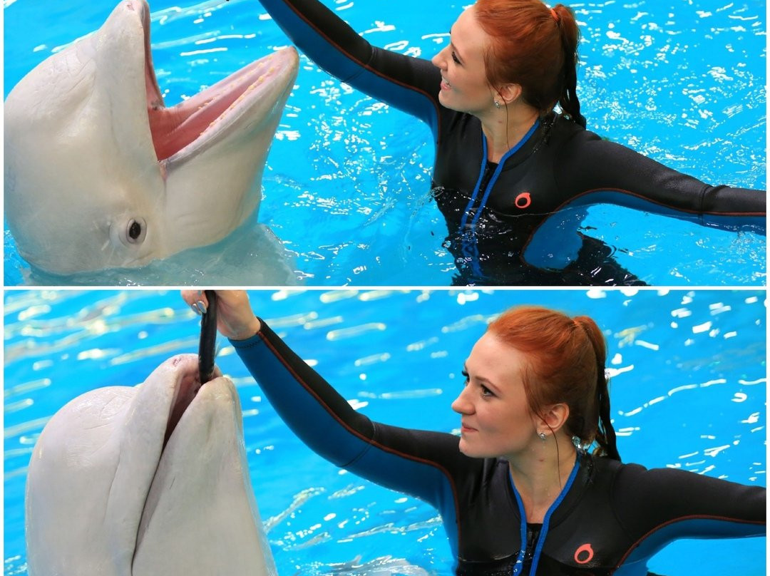 Dolphin Planet景点图片