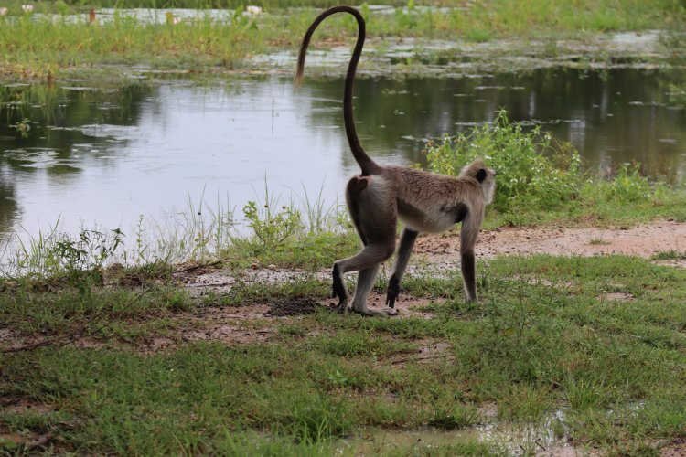 Earth Lanka tours-卡塔拉伽马必去景点