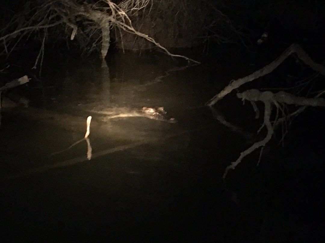 Dan Irby's Mangrove Adventures-Daintree必去景点