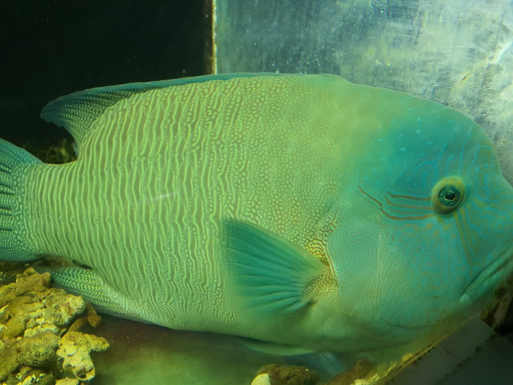 Vizhinjam Marine Aquarium景点图片