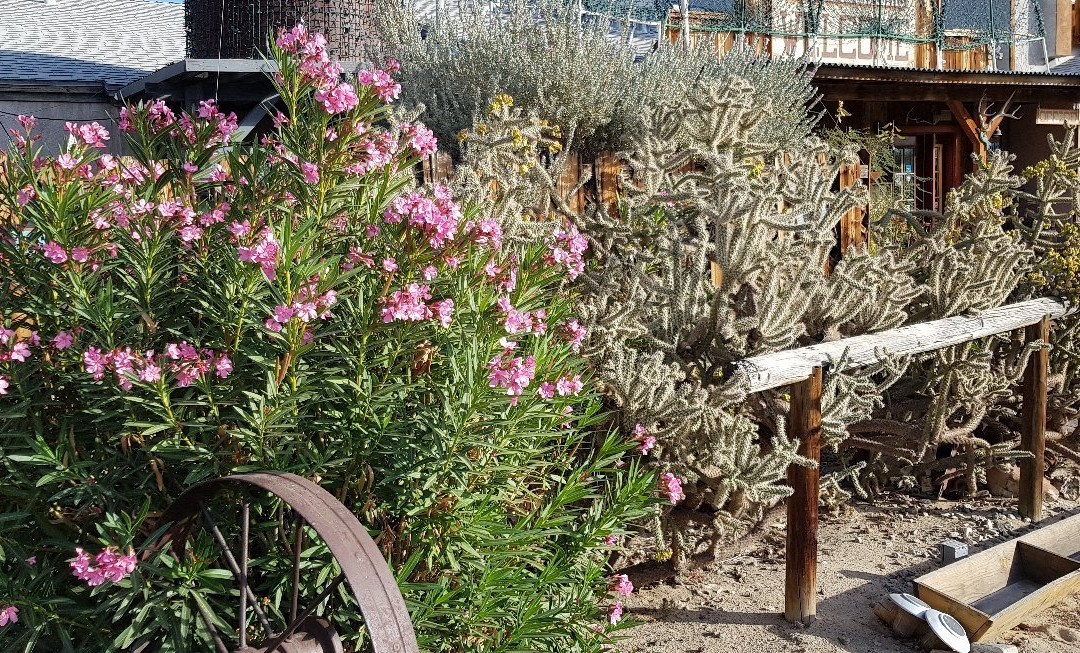 Sunnyvale Garden Suites Hotel - Joshua Tree National Park主图