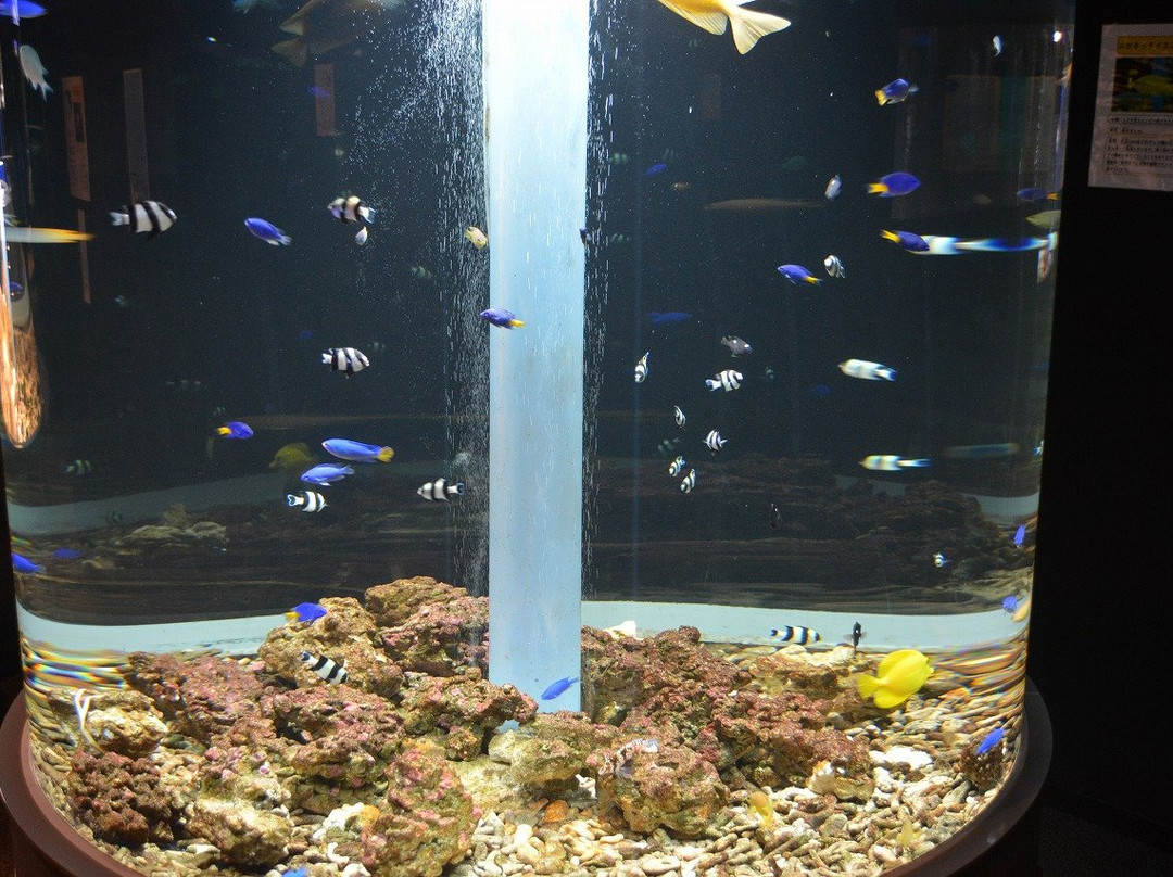 Puku Puku Aquarium Honten-钏路町必去景点