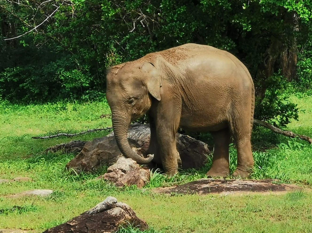 Earth Lanka tours-蒂瑟默哈拉默必去景点