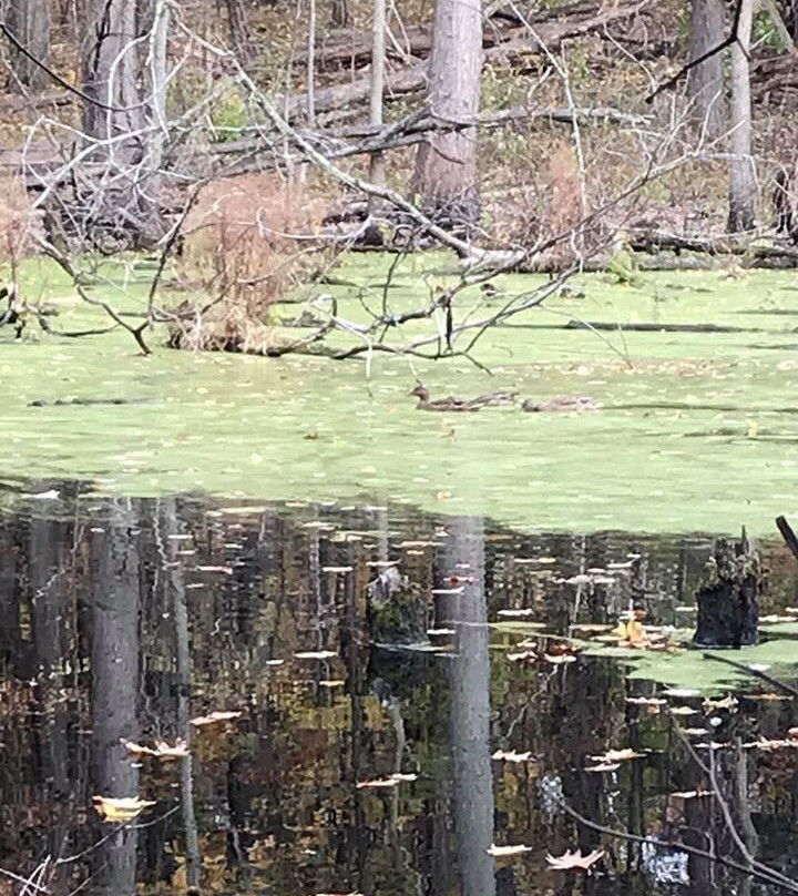 West Bloomfield Woods Nature Preserve And Nature Trail景点图片