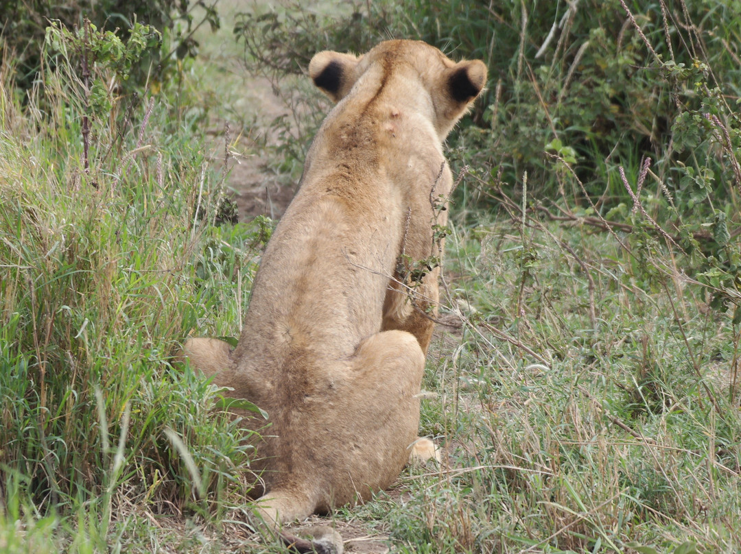Serengeti Sons Safaris-阿鲁沙必去景点