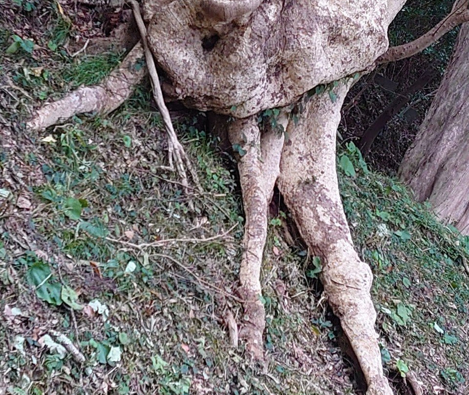 Michi-no-Eki Hana no Sanseien Izu Matsuzaki-松崎町必去景点