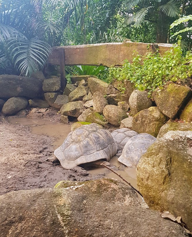 Seychelles National Botanical Gardens景点图片