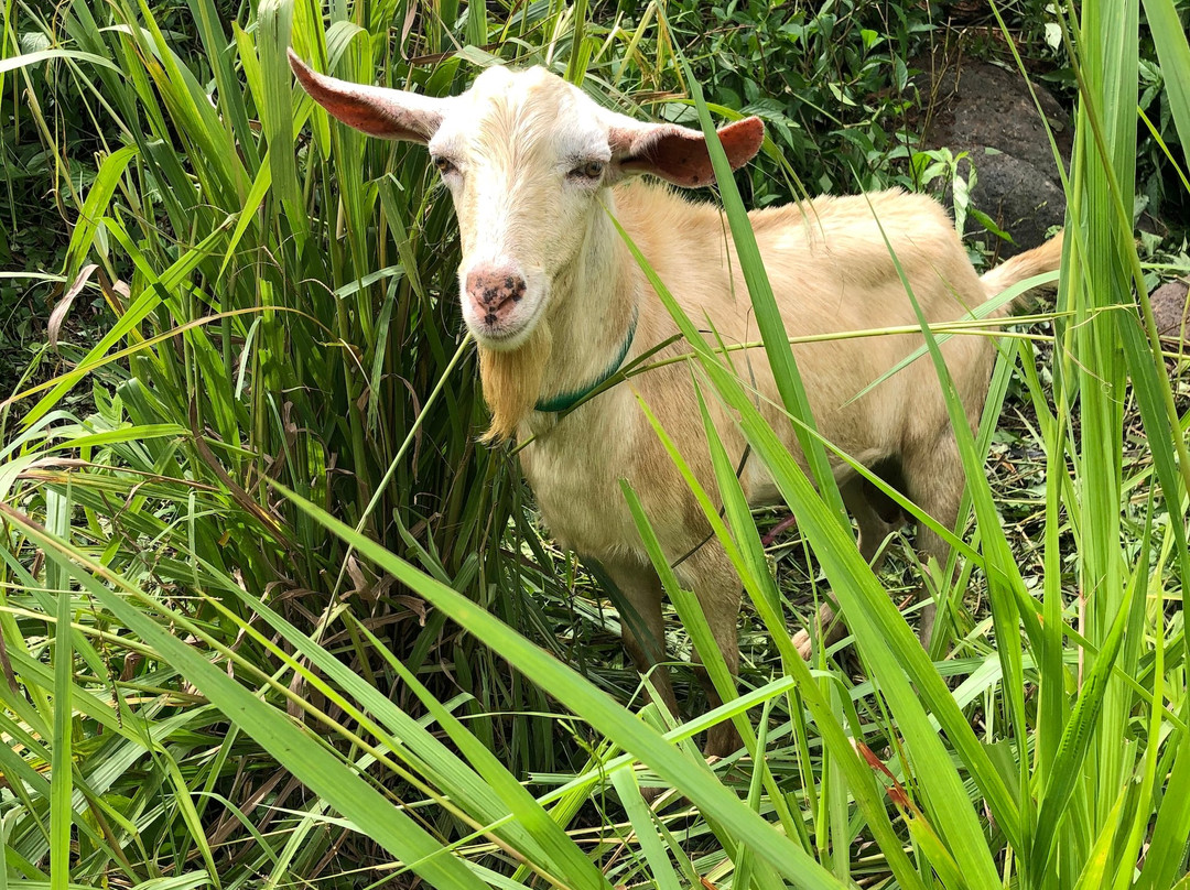 Black Bay Beach-格林纳达必去景点