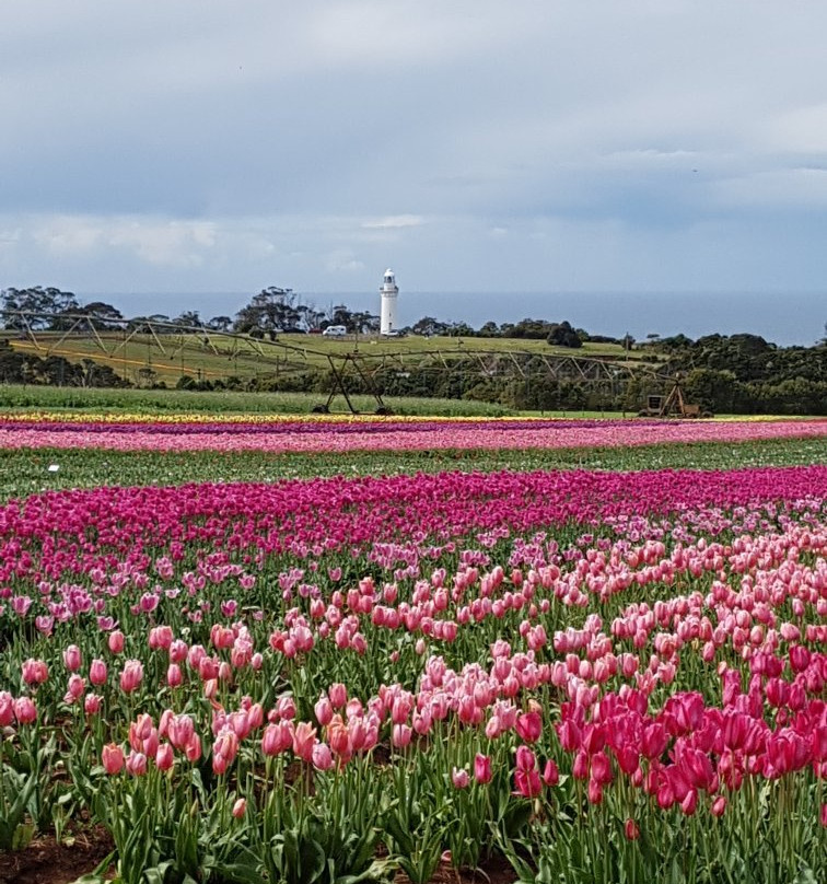 Table Cape Tulip Farm景点图片